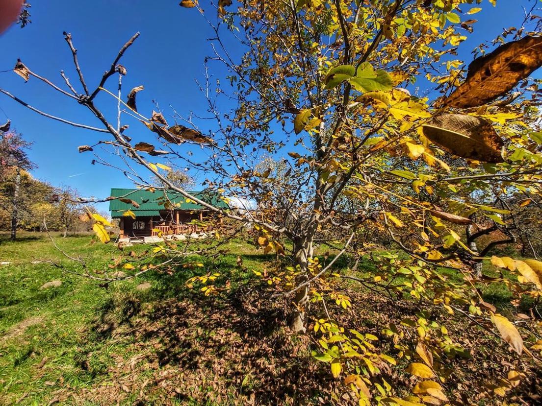 Pensiunea Agroturistica Piscul Soarelui Câmpulung Buitenkant foto